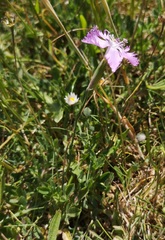 Dianthus gallicus