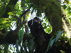 Trogon