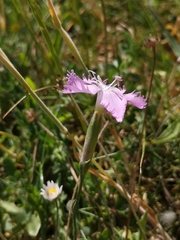 Dianthus gallicus