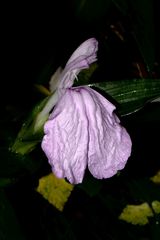 Roscoea purpurea