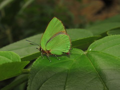 Cyanophrys herodotus