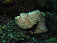 Scorpaenopsis macrochir