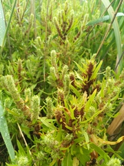 Rumex fueginus