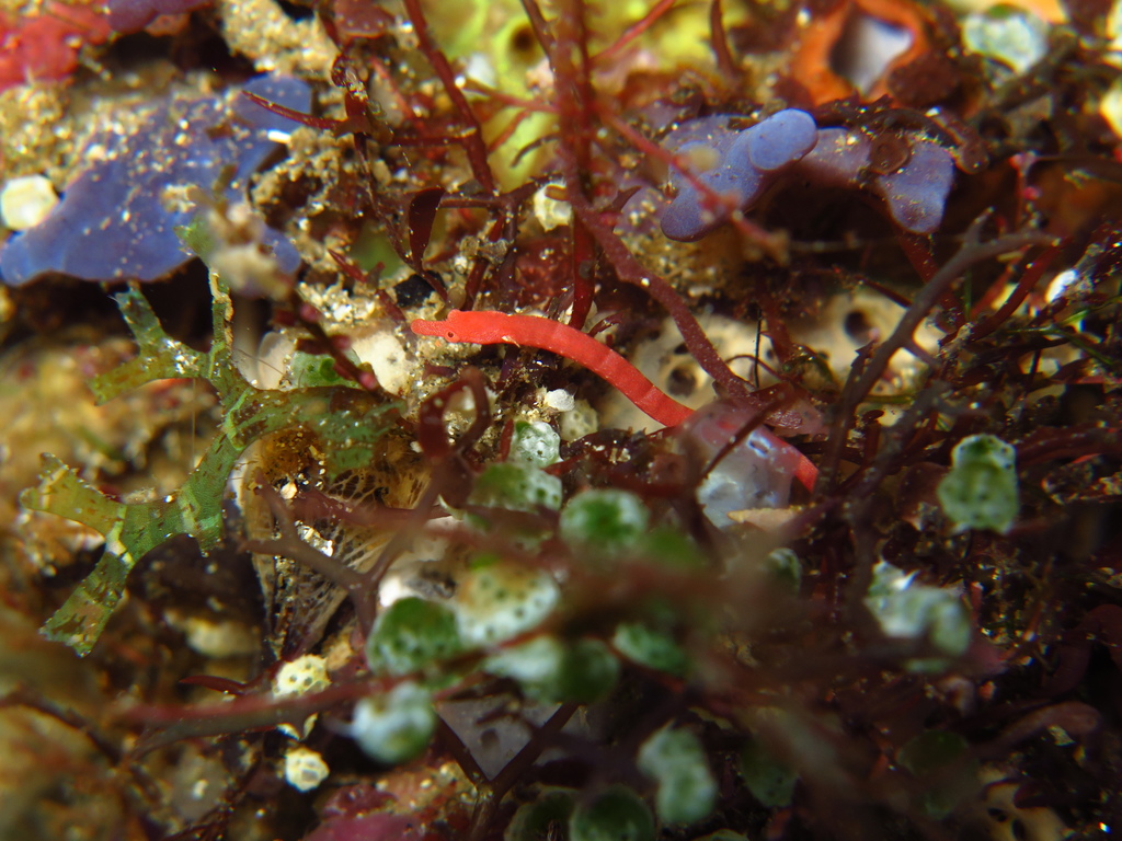 Red Pipefish