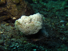 Scorpaenopsis macrochir