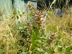 Glycyrrhiza