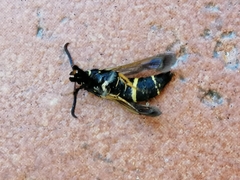 Paranthrene tabaniformis