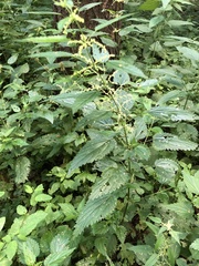 Urtica dioica