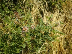 Glycyrrhiza