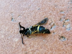 Paranthrene tabaniformis