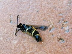 Paranthrene tabaniformis