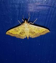 Psara obscuralis