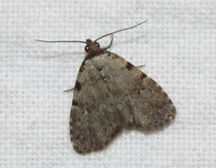 Dyspyralis puncticosta