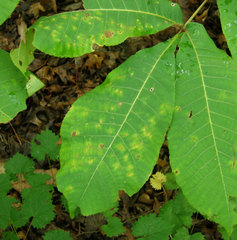 Caryomyia tuberculata