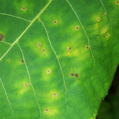 Caryomyia tuberculata