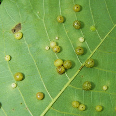 Caryomyia tuberculata