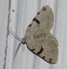 Macaria subcessaria