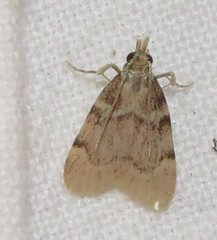 Acallis alticolalis