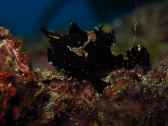 Antennarius maculatus