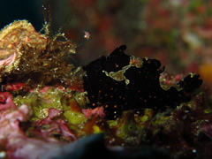 Antennarius maculatus