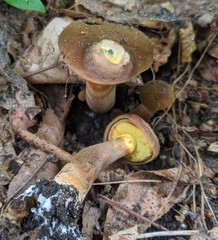 Cyanoboletus