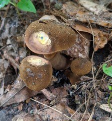 Cyanoboletus