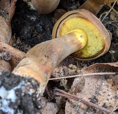 Cyanoboletus