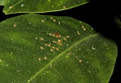 Chrysomphalus dictyospermi