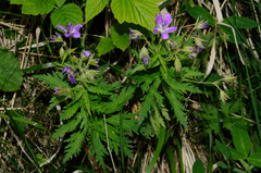 Geranium sylvaticum