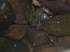 Dolomedes mizhoanus