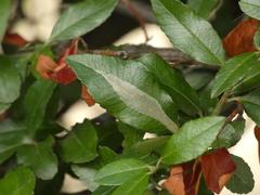 Phyllonorycter leucographella