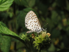 Leptotes cassius