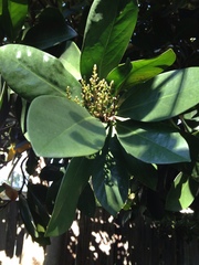 Corynocarpus