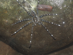 Dolomedes mizhoanus