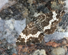 Rheumaptera hastata