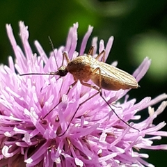 Ochlerotatus