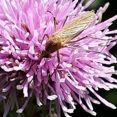Ochlerotatus