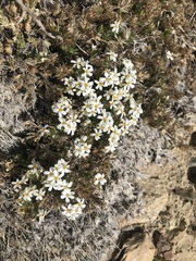 Leptosiphon nuttallii pubescens