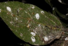 Lichtensia viburni