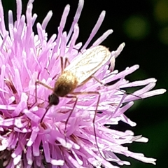 Ochlerotatus