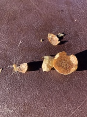 Andricus vacciniifoliae