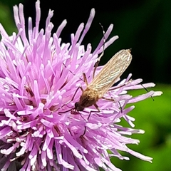 Ochlerotatus