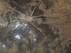 Hygropoda