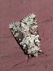 Lacinipolia strigicollis