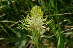 Phyteuma ovatum pseudospicatum