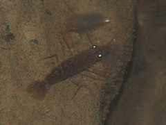 Macrobrachium pilimanus