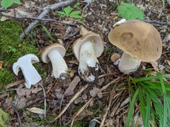 Boletus nobilis