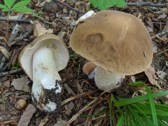 Boletus nobilis