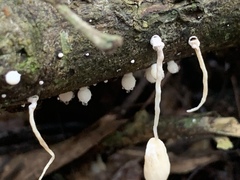 Marasmiellus cubensis