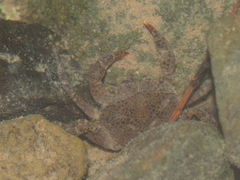 Parathelphusa convexa